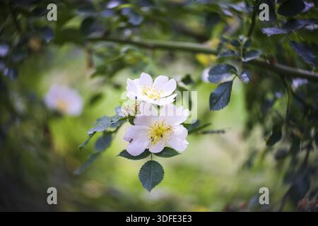 Weiße Blüten von wilder Rose aus nächster Nähe. Wirbelndes Bokeh Stockfoto