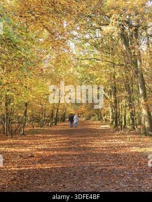 Burnham Beeches in der Pracht der Herbstfarben Stockfoto