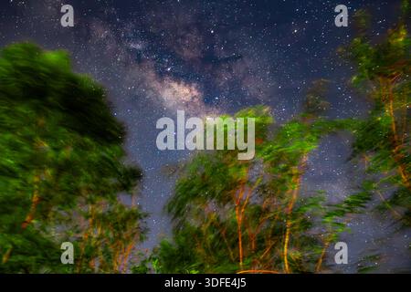 Sehen Sie die Milchstraße durch die Bäume, Bäume, die einen atemberaubenden Vordergrund bilden. Stockfoto