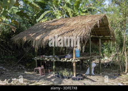 Schuppen in tropischer Natur. Ein Zufluchtsort umgeben von grünen Palmen im Dschungel Stockfoto