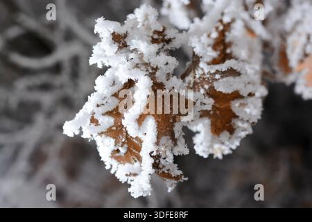 Eiche mit gefrorenen Blättern, bedeckt mit Frost Stockfoto