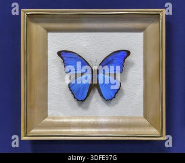 Das Exemplar eines großen tropischen Schmetterlings Morpho didius, Flügelspannweite bis zu 150 mm. Präsentiert in einem verglasten Rahmen Stockfoto