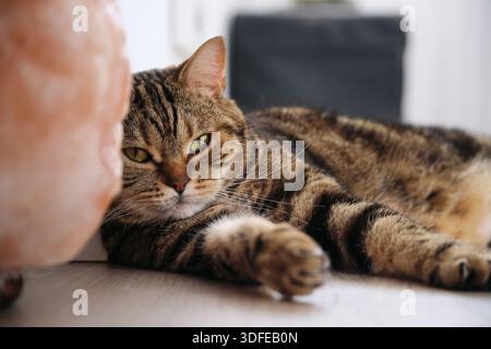 gestreifter britischer Kurzhaar-Marmor oder amerikanische Kurzhaarkatze liegt ruhend Stockfoto