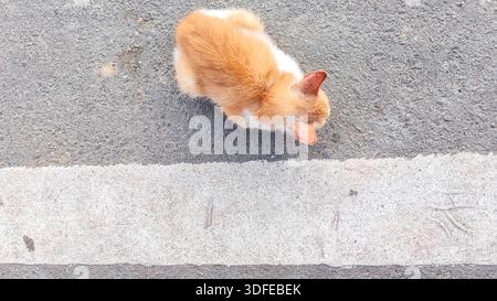 Hochwinkelansicht eines kleinen Ingwer und einer weißen Katze, die auf der Asphalt Road in der Nähe der White Line sitzt Stockfoto