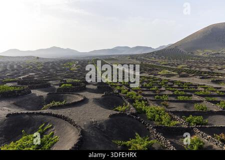 Typische Weinberge auf schwarzem Lavaband. La Geria. Lanzarote, Kanarische Inseln. Spanien Stockfoto