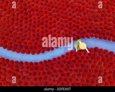Luftaufnahme einer Person zwischen leuchtend roten runden Objekten, geteilt durch einen blauen Streifen, Hanoi, Vietnam. Stockfoto