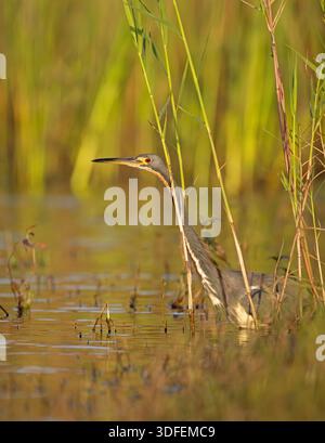 Dreifarbiger Reiher (Egretta tricolor) bei Sonnenaufgang. März im Myakka River State Park, Florida. Stockfoto