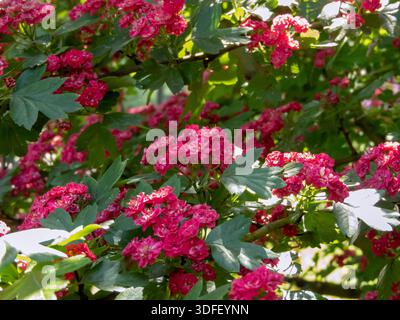 Der Busch Crataegus laevigata ist im Frühjahr mit roten Doppelblumen bedeckt und zeigt üppiges grünes Laub, leuchtende Farben und eine üppige Weißdornblüte in gard Stockfoto