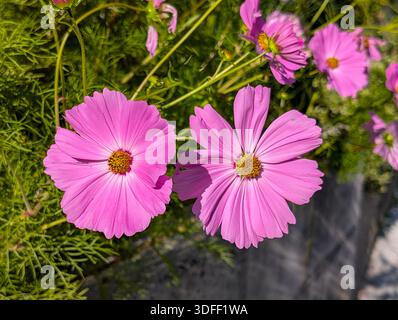 COSMOS bipinnatus, gemeinhin auch Gartenkosmos, mexikanischer Aster oder Kosmetik genannt Stockfoto