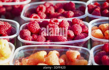 Reife gelbe und rote Himbeeren in kleinen Behältern zum Verkauf im Geschäft Stockfoto