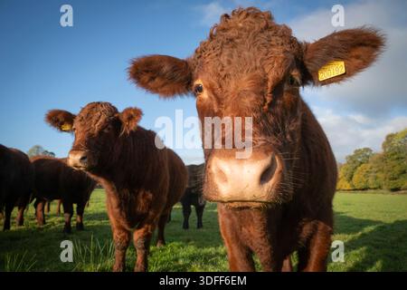 Devon Red Rubin Polling Bullock in gemischter Herde in Field, Somerset, England, UK, Herbst. Stockfoto
