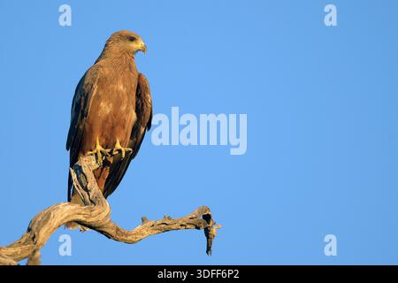 Schwarzer Drachen (Milvus migrans migrans, juvenile) aus dem Kgalagadi Transfrontier Park, Südafrika im November. Stockfoto