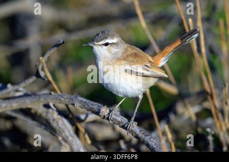Kalahari Sträucher-Robin (Cercotrichas paena) aus Kgalagadi Transfrontier Park, Südafrika. Stockfoto