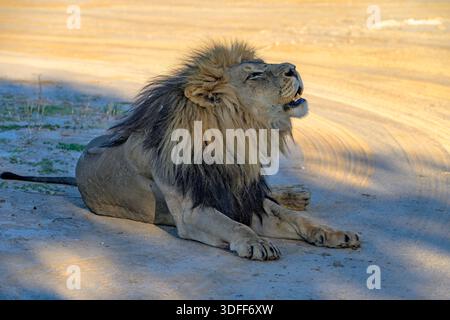 Männlicher Löwe (Panthera leo) brüllt im Kgalagadi Transfrontier Park, Südafrika. Stockfoto