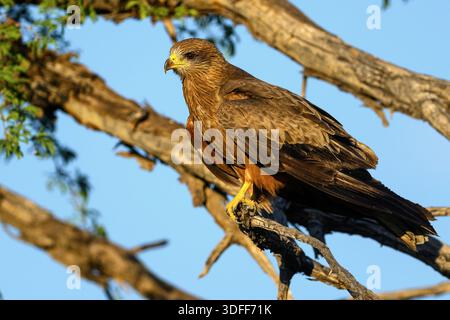 Schwarzer Drachen (Milvus migrans migrans, juvenile) aus dem Kgalagadi Transfrontier Park, Südafrika im November. Stockfoto