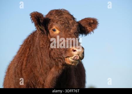 Devon Red Rubin Polled Bullock Porträt, Somerset, England, UK, Herbst. Stockfoto