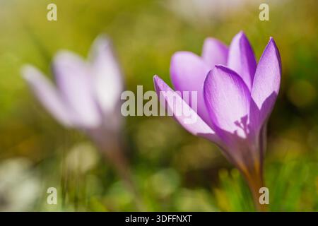Schneekrokus oder Crocus chrysanthus, die im Frühfrühling wachsen. Dieser frühblühende Krokus zeigt zarte, kelchförmige Blüten, die sich durch die Stockfoto