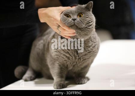 Eine Person, die sanft eine süße britische Kurzhaarkatze streichelt Stockfoto