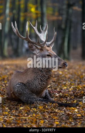 Ein großer Hirsch sitzt ruhig auf einem Bett aus bunten Herbstblättern in einem ruhigen Wald. Die umliegenden Bäume, in Gold- und Orangentönen gekleidet, schaffen Stockfoto