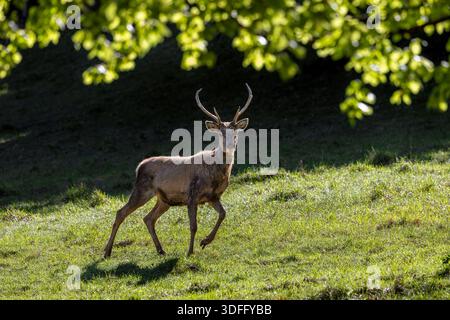 Hirschhirsch (Cervus elaphus) im Grasland am Waldrand, der sich während des Frühlingsmouls in sein rotes Sommerfell verwandelt Stockfoto