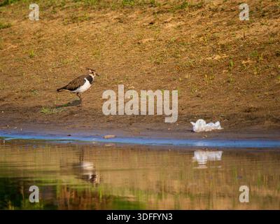 Northern Lapwing oder Vanellus vanellus steht am Wasserrand in der Nähe von Plastiktüten. Nördlicher Sturzvogel und zunehmende Verschmutzung durch Umweltbedrohungen. Ökologisches Konzept, Zerstörung von Lebensräumen in Wildtieren Stockfoto