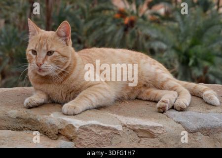 Ginger Katze ruht in der Chebika Oase, Tunesien Stockfoto