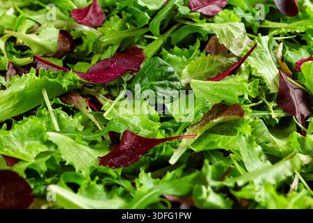 Salat aus grünen und roten Blättern, Nahaufnahme von oben Stockfoto