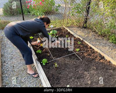 Eine Frau pflegt einen Gemeinschaftsgarten Stockfoto