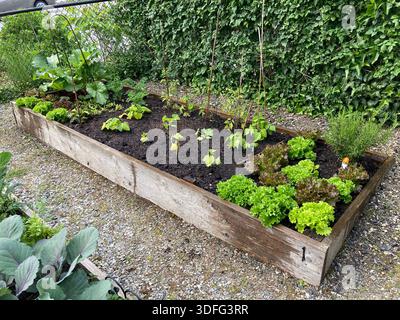 Ein erhöhtes Gartenbeet in einem Gemeinschaftsgarten Stockfoto
