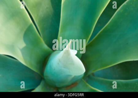 Nahaufnahme einer Schwanenhals-Agve (Agave attenuata) mit ihrem charakteristischen weichen Spitzblatt (Marina Alta, Alicante, Comunidad Valenciana, Spanien) Stockfoto