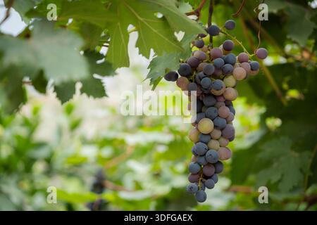 Rotweintrauben in der Veraison-Phase, die Farbveränderung und Reifung auf einem Weinberg zeigen, symbolisieren Weinbau, Ernte und Weinproduktionszyklus Stockfoto