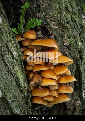 Pilze wachsen auf Baum Stockfoto