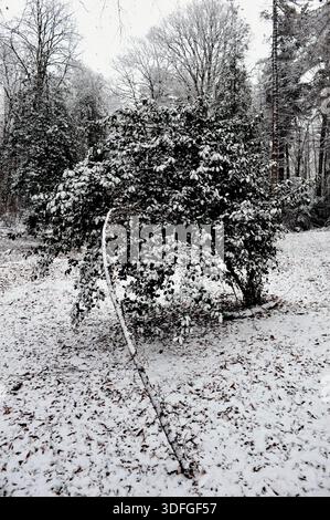 Schneebedeckter Busch Und Slender Branch Ensemble, Mattierter Sträucher Mit Lehnendem Stock In Der Laubstreu-Szene Stockfoto