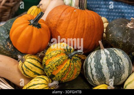 Eine Sammlung verschiedener Kürbisse und Kürbisse befindet sich in einem Korb auf einem Markt. Die Szene zeigt leuchtend orange, grün und gestreifte Sorten, die sich stapeln Stockfoto