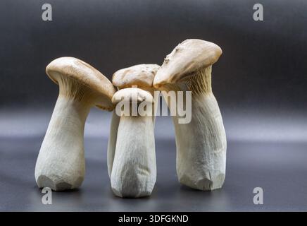 Gruppe von vier frischen weißen Eringi-Austernpilzen mit beigefarbenen Kappen und hellen Kiemen auf schwarzem Hintergrund Nahaufnahme. Sauberes Studio mit detailliertem Text Stockfoto
