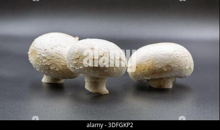 Drei rohe weiße Champignonpilze zeigten Nahaufnahme auf dunkelgrauem Hintergrund mit natürlicher Textur und Kappen. Studio-Aufnahme von essbaren Pilzpositionen Stockfoto