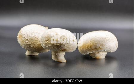 Drei rohe weiße Champignonpilze zeigten Nahaufnahme auf dunkelgrauem Hintergrund mit natürlicher Textur und Kappen. Studio-Aufnahme von essbaren Pilzpositionen Stockfoto