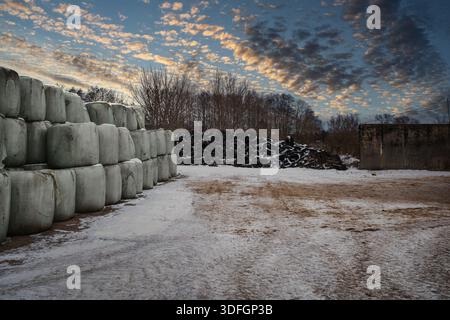 Ein großer Stapel gewickelter Heuballen, die im Winter auf einem verschneiten Feld in Pyramidenform angeordnet sind. Die Silageballen sind mit weißem Kunststoff und bedeckt Stockfoto