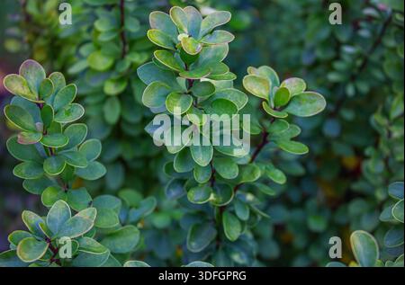 Hellgrüne Thunbergs Berberitze (Berberis thunbergii Erecta) Blätter im Garten im Hintergrund der Frühlingsstruktur. Stockfoto
