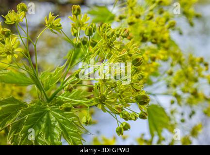 Close-up flowers and young leaves of the Norway maple tree (Acer platanoides). Stockfoto
