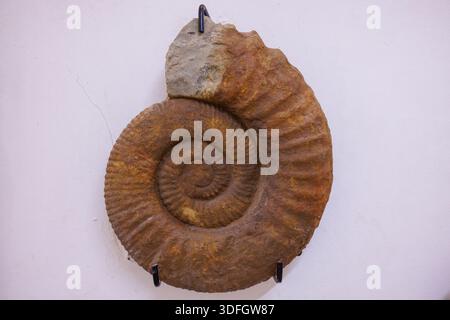 Ammoniit-Fossilien im Tahiri Museum of Fossils im Osten Marokkos Stockfoto