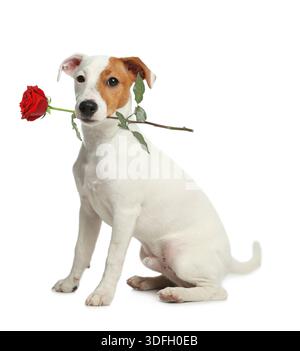 Niedlicher Hund, der rote Rose im Mund auf weißem Hintergrund hält. Jack Russell Terrier mit Blume Stockfoto