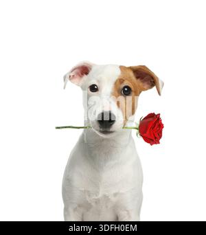 Niedlicher Hund, der rote Rose im Mund auf weißem Hintergrund hält. Jack Russell Terrier mit Blume Stockfoto