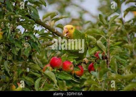 Gelbköpfiger amazonaspapagei isst Apfel auf Apfelbaum in Stuttgart, Deutschland Stockfoto