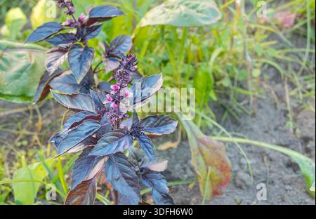 Nahaufnahme des violetten Basilikums Ocimum basilicum mit dunklem Laub und kleinen rosa Blumen, die in einem sonnigen Gartenbett wachsen Stockfoto