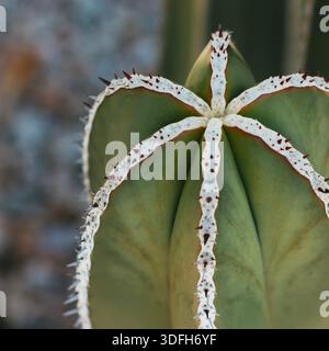 Close Up Cactus Plant im cleanen, minimalistischen Stil Stockfoto