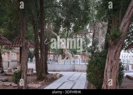 basra, irak - 16. Januar 2023: Foto eines fossilen Baumes aus vielen hundert Jahren, genannt Adam's Tree in Basracity Stockfoto
