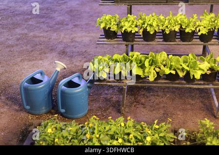 Gewächshausszene mit organisierten Regalen mit frischem Salat und zwei blauen Plastikgießkannen, die in der Nähe von üppigem Topfgemüse liegen Stockfoto