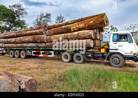 Geparkte LKW, die Holz von gehäkelten Bäumen laden, ländlicher Bezirk Quoc OAI, in der Nähe von Hanoi, Vietnam Stockfoto