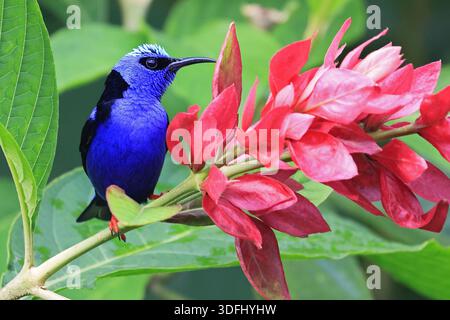 Breitschnabel-Motmot auf einem grünen Hintergrund aus Blättern im Wald mit roter Blume im Vordergrund, Costa Rica Stockfoto